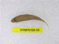 藏品(明潭吻鰕虎)的圖片